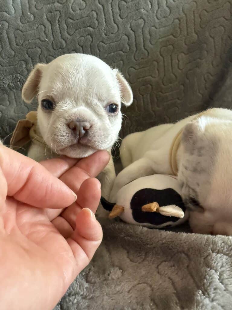 Marius | Cream French Bulldog Male | Available June 4th, 2026
