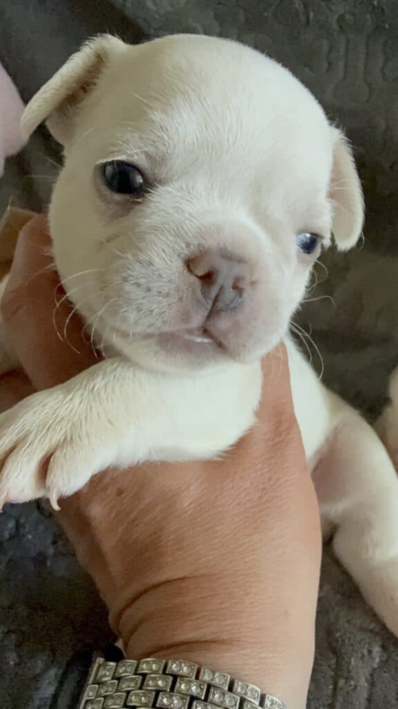 Marius | Cream French Bulldog Male | Available June 4th, 2026