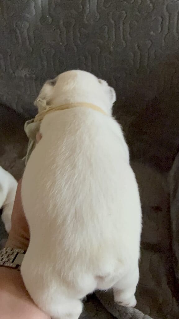 Monsieur | Blue Merle Pied French Bulldog Male | Available June 4th, 2026