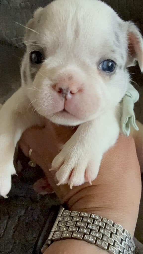 Monsieur | Blue Merle Pied French Bulldog Male | Available June 4th, 2026