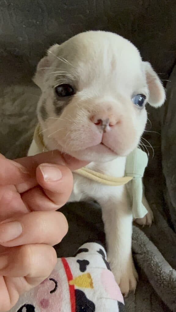 Monsieur | Blue Merle Pied French Bulldog Male | Available June 4th, 2026