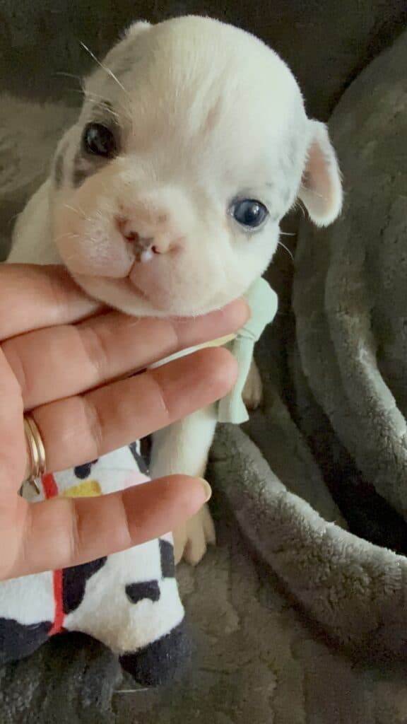 Monsieur | Blue Merle Pied French Bulldog Male | Available June 4th, 2026