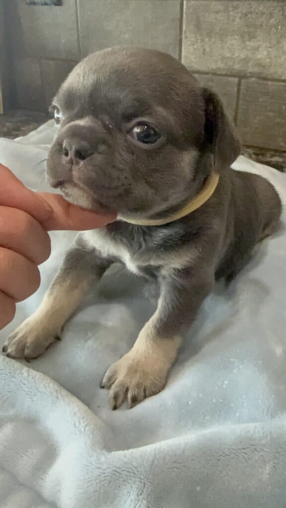 Leo | Blue & Tan French Bulldog Male | Available May 29th, 2026