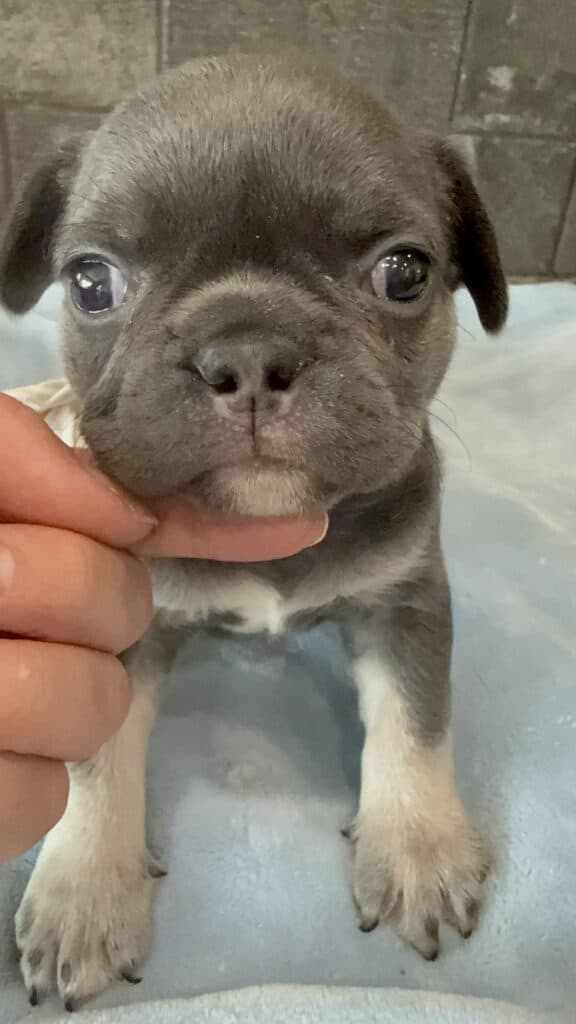 Leo | Blue & Tan French Bulldog Male | Available May 29th, 2026