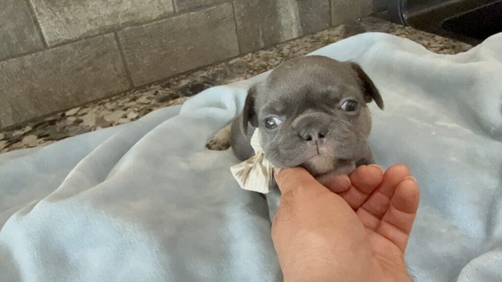 Leo | Blue & Tan French Bulldog Male | Available May 29th, 2026