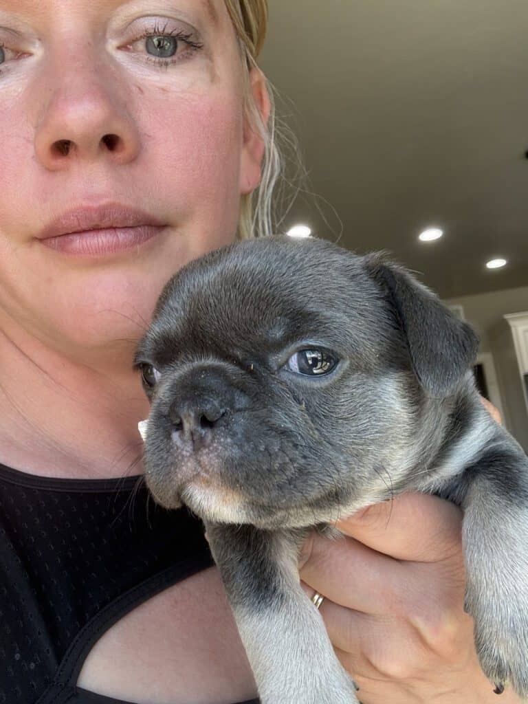 Leo | Blue & Tan French Bulldog Male | Available May 29th, 2026