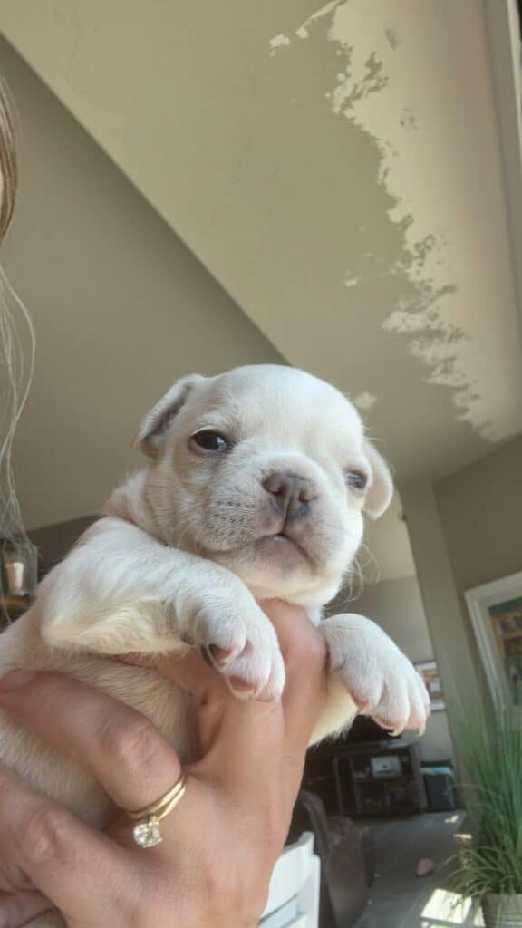 Marius | Cream French Bulldog Male | Available June 4th, 2026