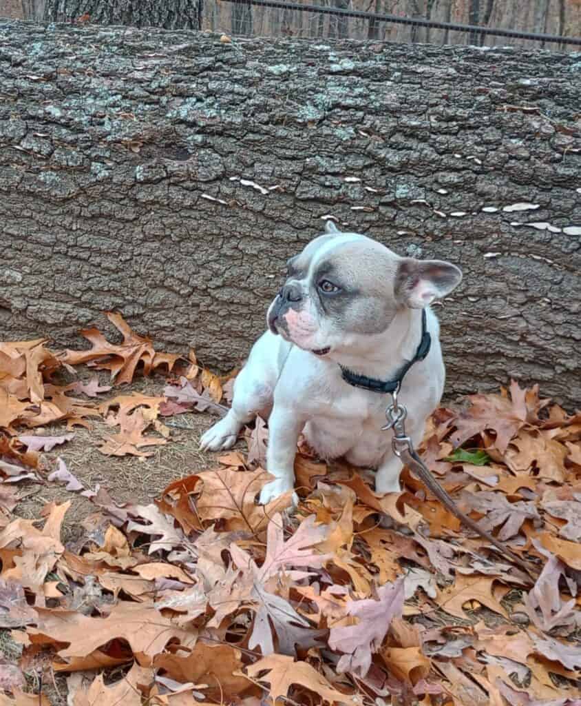 Petunia Frenchie's parents