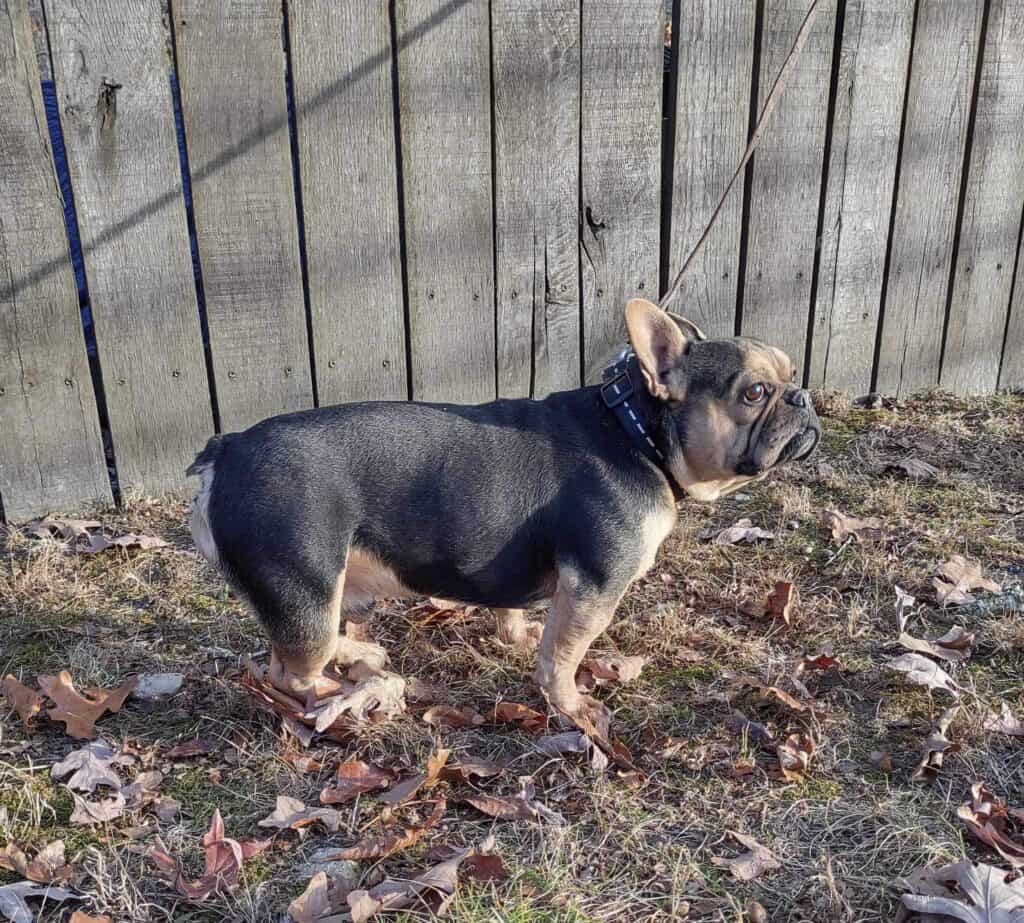 Mudslinger Frenchie's parents