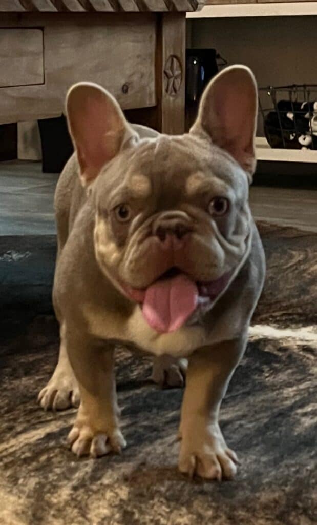 Kash Frenchies parents