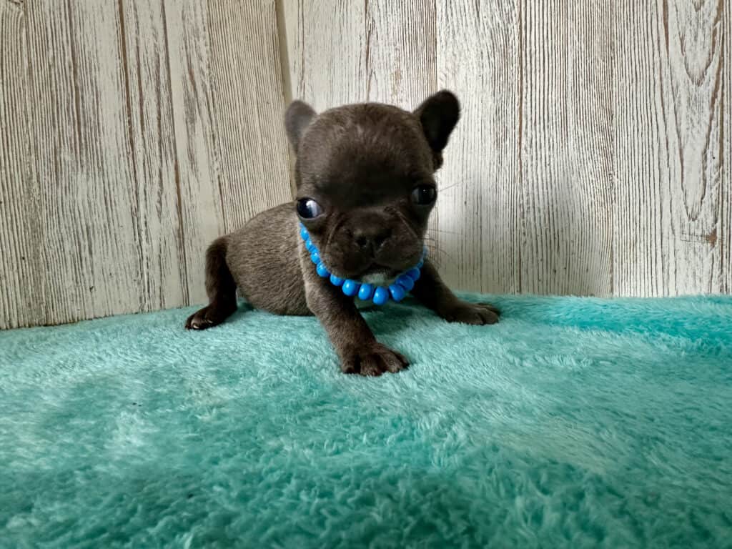 Gerald | Blue French Bulldog Male | Available May, 2026