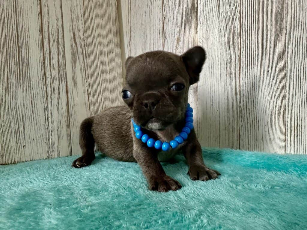 Gerald | Blue French Bulldog Male | Available May, 2026