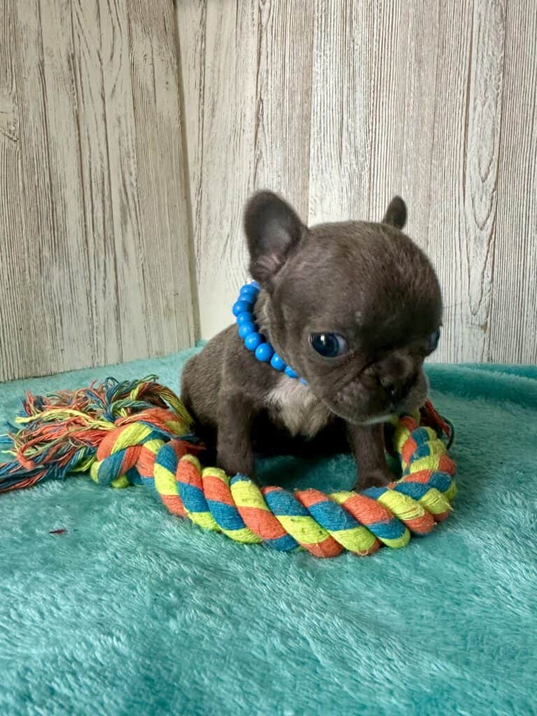 Gerald | Blue French Bulldog Male | Available May, 2026