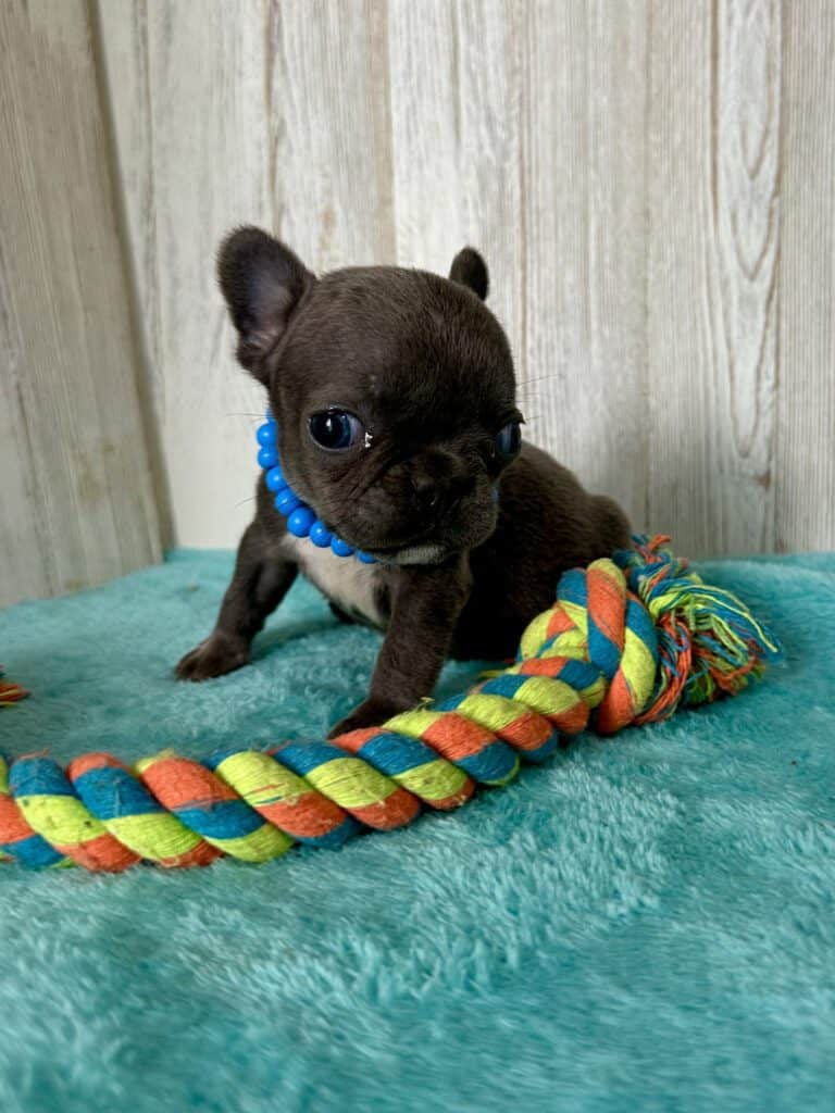 Gerald | Blue French Bulldog Male | Available May, 2026