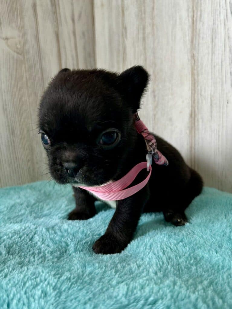 Kiara | Brindle French Bulldog Female | Available May, 2026