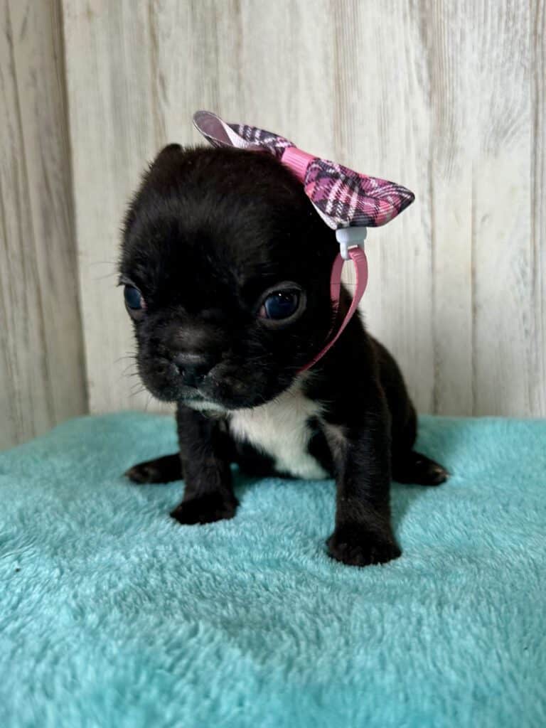 Kiara | Brindle French Bulldog Female | Available May, 2026