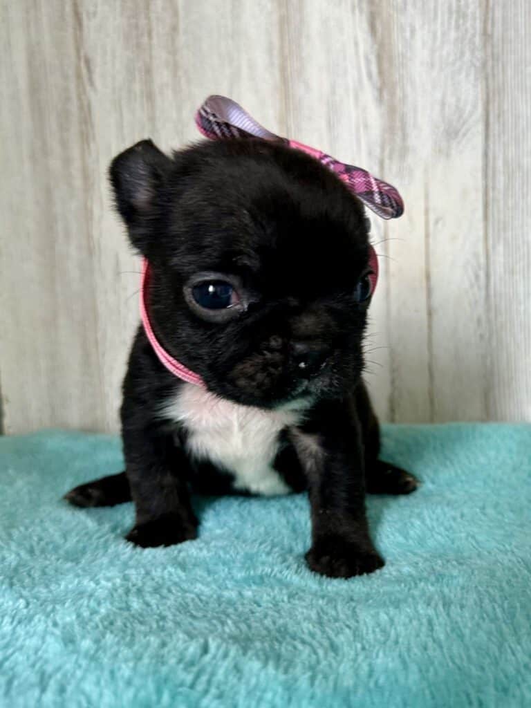 Kiara | Brindle French Bulldog Female | Available May, 2026