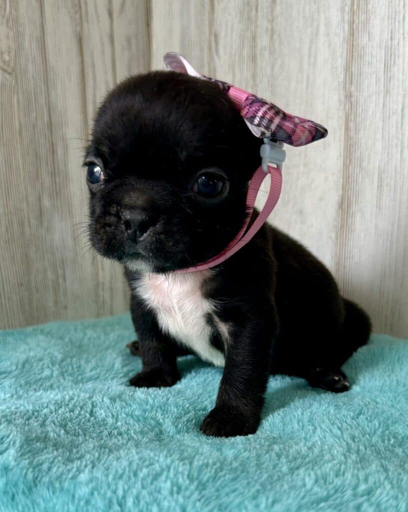 Kiara | Brindle French Bulldog Female | Available May, 2026