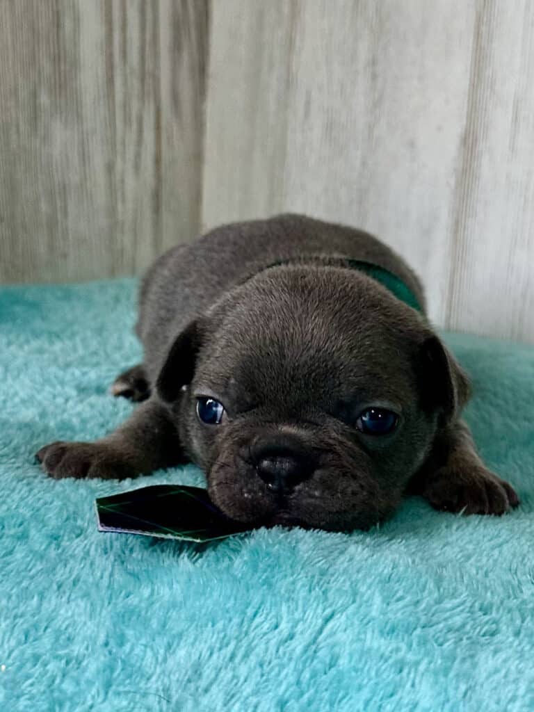 Ian | Blue French Bulldog Male | Available May, 2026