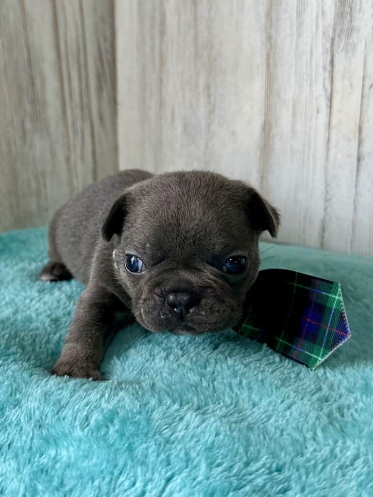 Ian | Blue French Bulldog Male | Available May, 2026