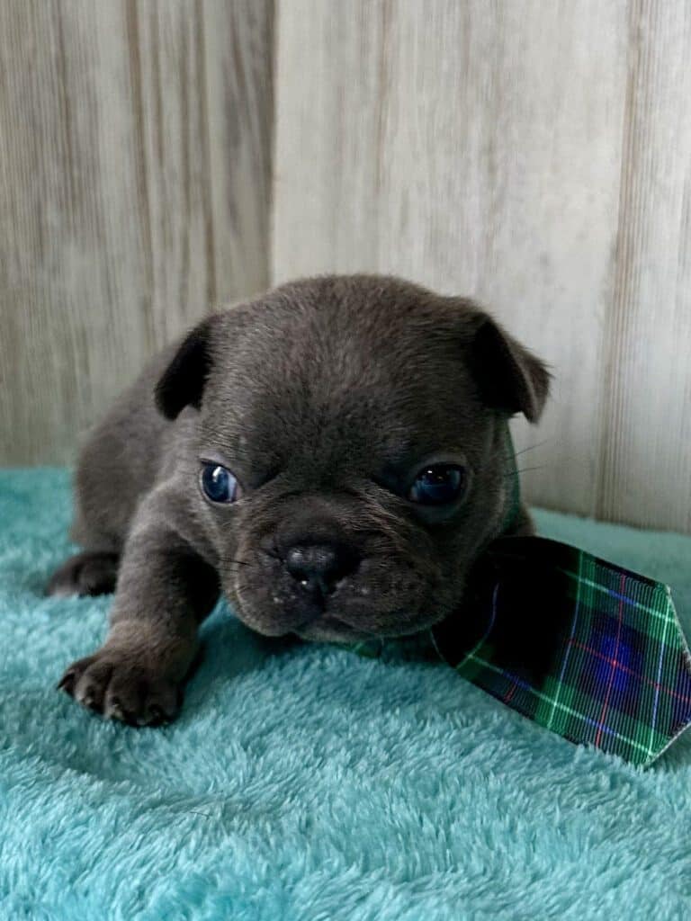 Ian | Blue French Bulldog Male | Available May, 2026