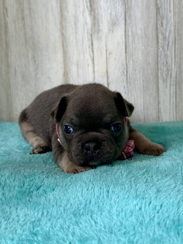 Issac | Blue & Tan French Bulldog Male | Available May, 2026