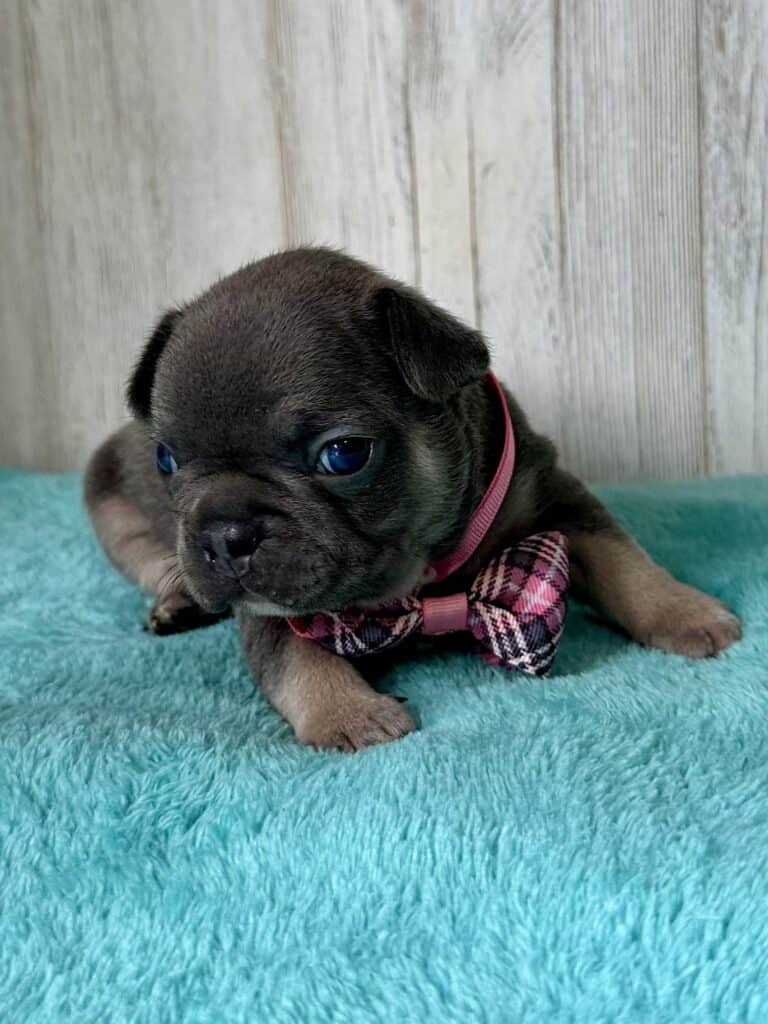 Issac | Blue & Tan French Bulldog Male | Available May, 2026