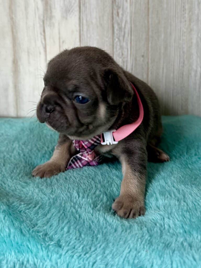 Issac | Blue & Tan French Bulldog Male | Available May, 2026