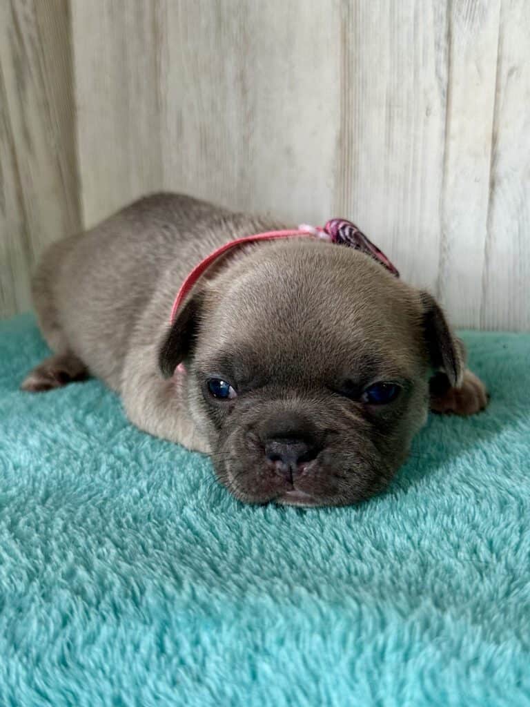 Ivy | Blue Fawn French Bulldog Female | Available May, 2026