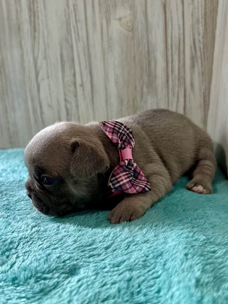 Ivy | Blue Fawn French Bulldog Female | Available May, 2026
