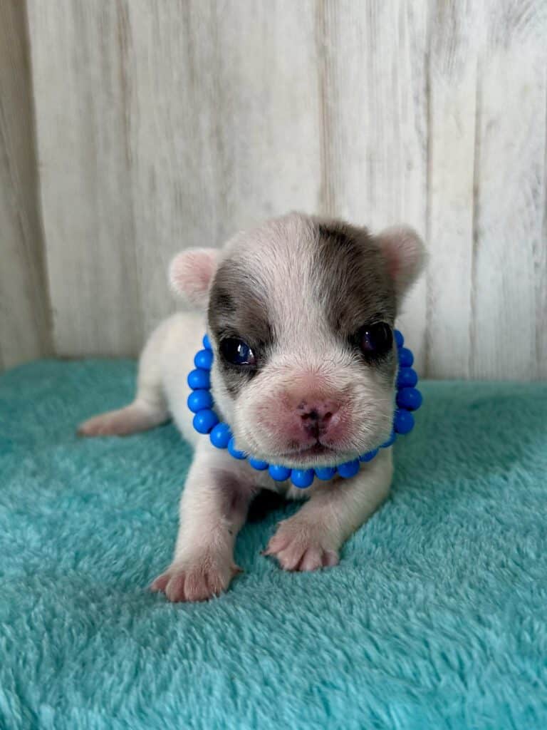 Jaden | Blue Merle Pied French Bulldog Male | Available May, 2026