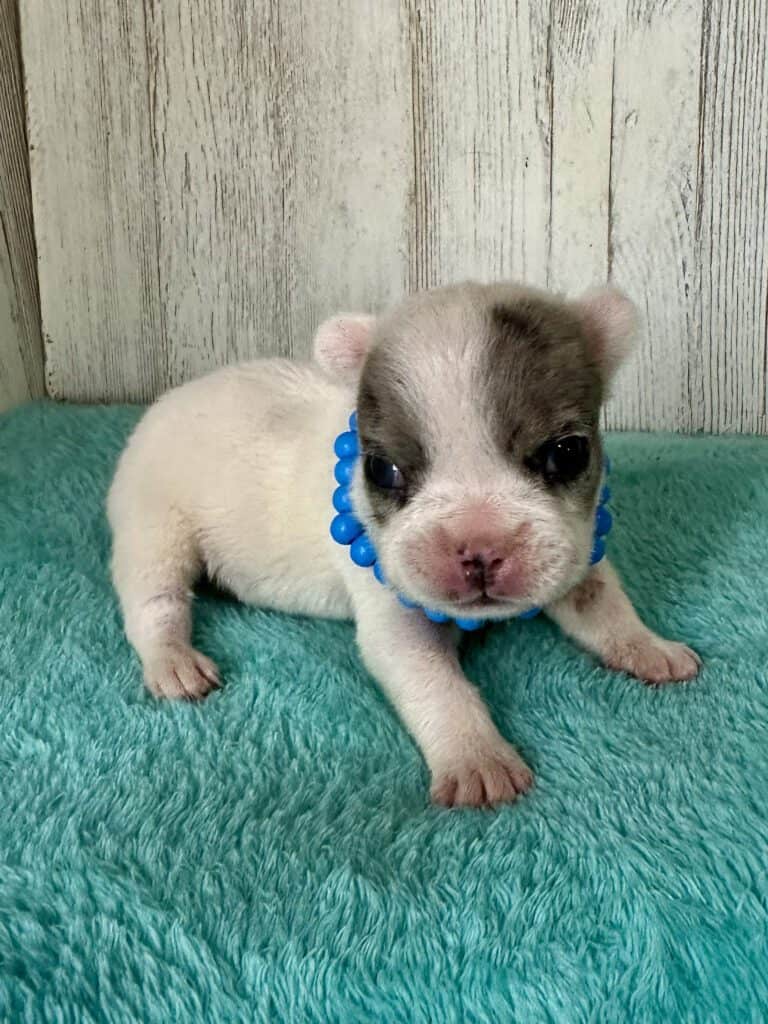 Jaden | Blue Merle Pied French Bulldog Male | Available May, 2026