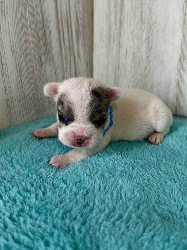 Jaden | Blue Merle Pied French Bulldog Male | Available May, 2026