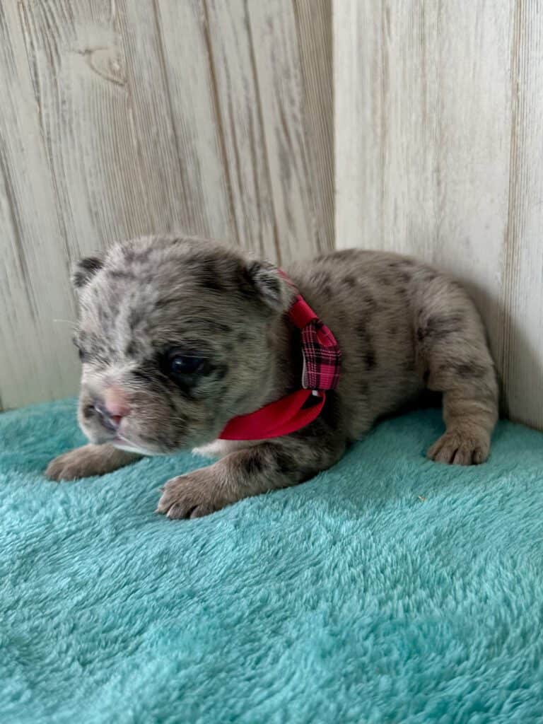 Jellybean | Blue Merle French Bulldog Female | Available May, 2026
