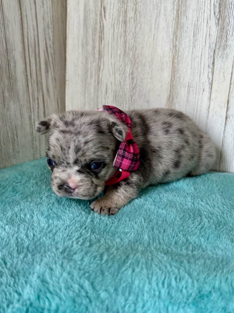 Jellybean | Blue Merle French Bulldog Female | Available May, 2026