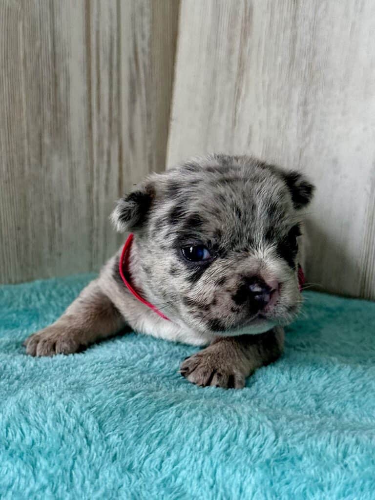 Jellybean | Blue Merle French Bulldog Female | Available May, 2026