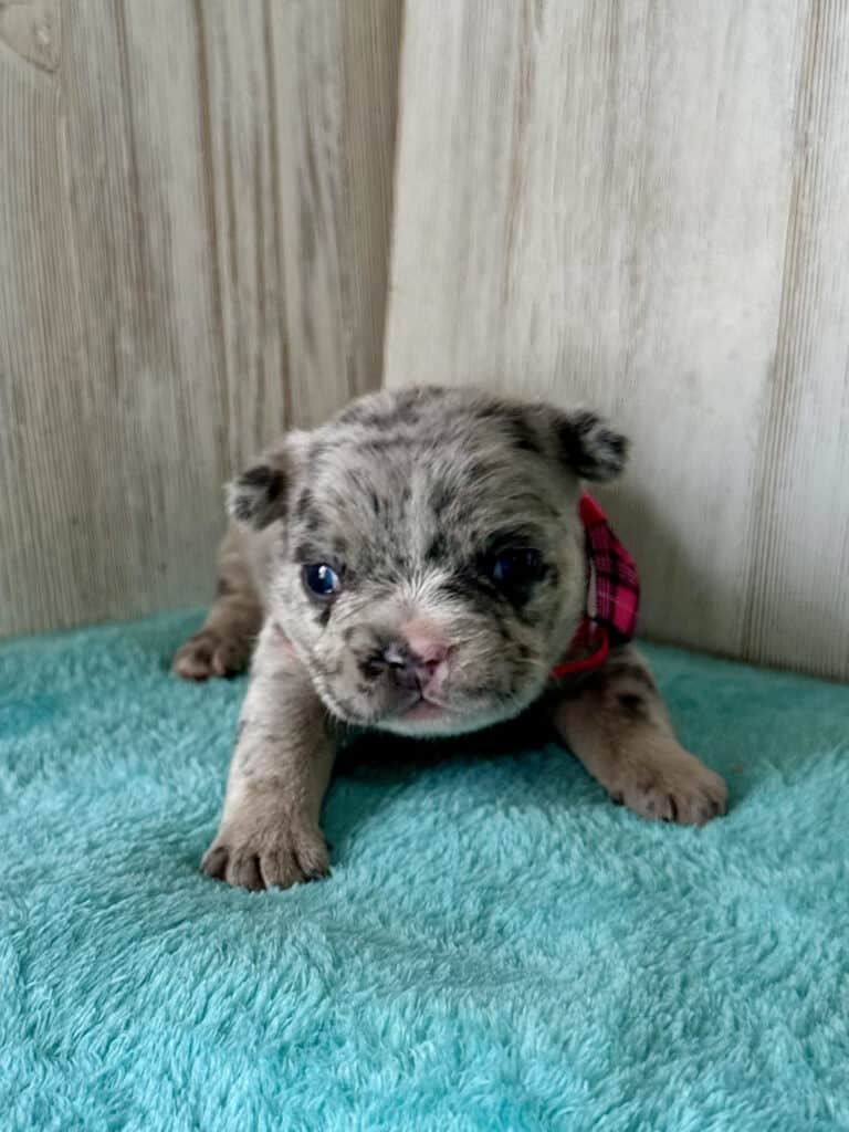 Jellybean | Blue Merle French Bulldog Female | Available May, 2026