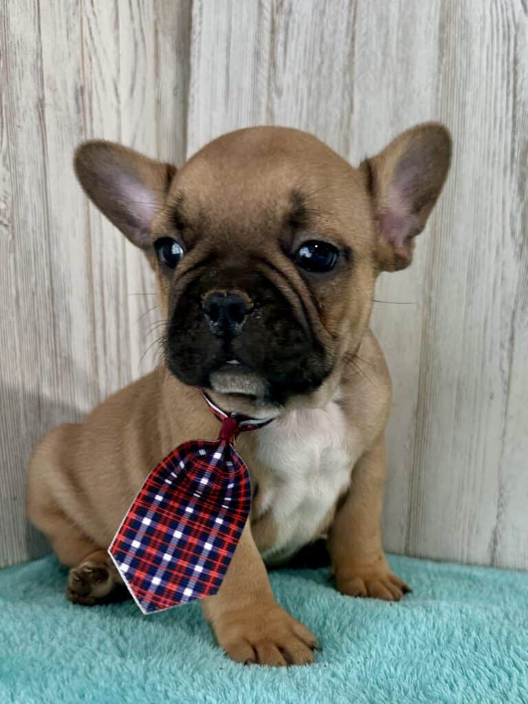 Gabriel | Fawn French Bulldog Male | Available May 4th, 2026