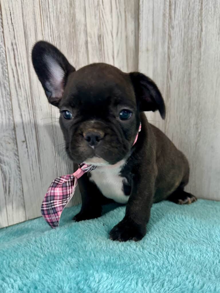 Garwin | Brindle French Bulldog Male | Available May 4th, 2026