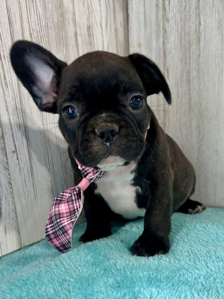 Garwin | Brindle French Bulldog Male | Available May 4th, 2026