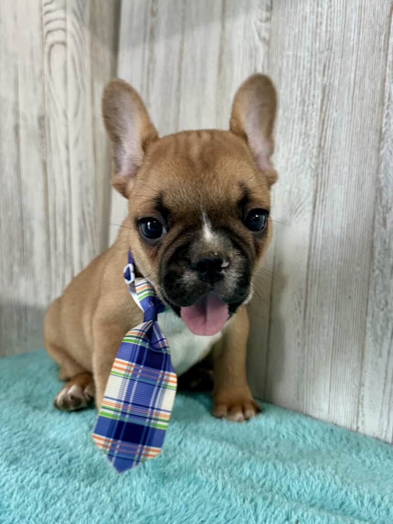 Gunner | Fawn & White French Bulldog Male | Available May 4th, 2026