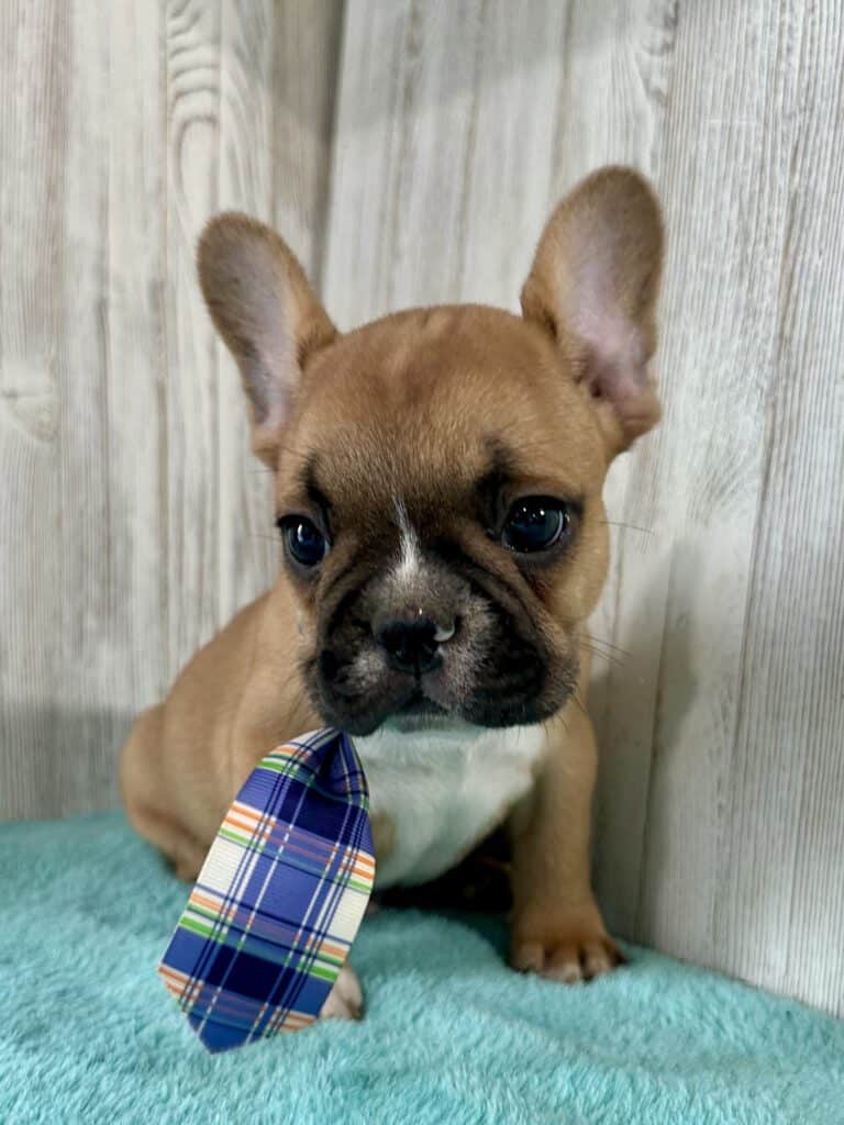 Gunner | Fawn & White French Bulldog Male | Available May 4th, 2026