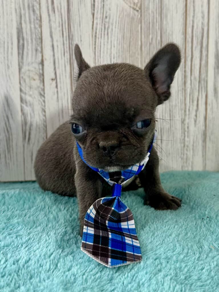 Gerald | Blue French Bulldog Male | Available May 4th, 2026