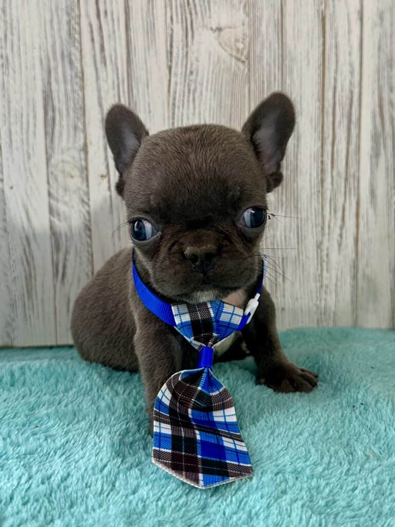 Gerald | Blue French Bulldog Male | Available May 4th, 2026