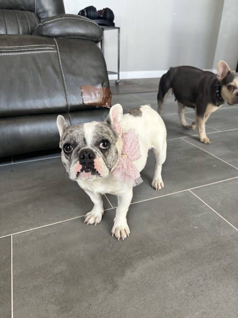 Peaches Frenchies parents