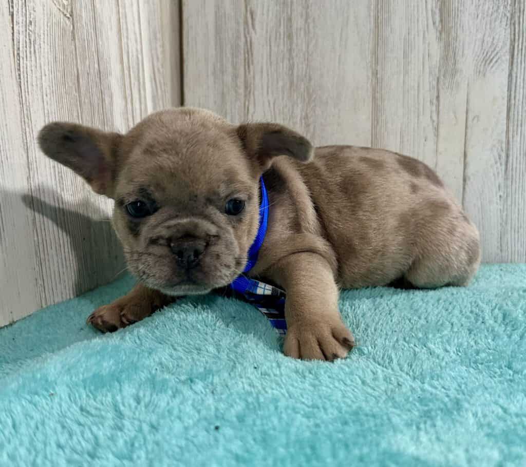 Kevin | Blue Fawn Merle French Bulldog Male | Available May 7th, 2026