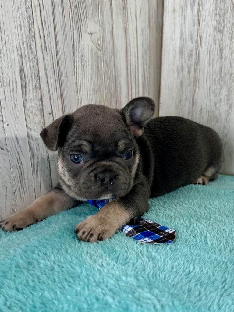 Isaac | Blue & Tan French Bulldog Male | Available May 20th, 2026