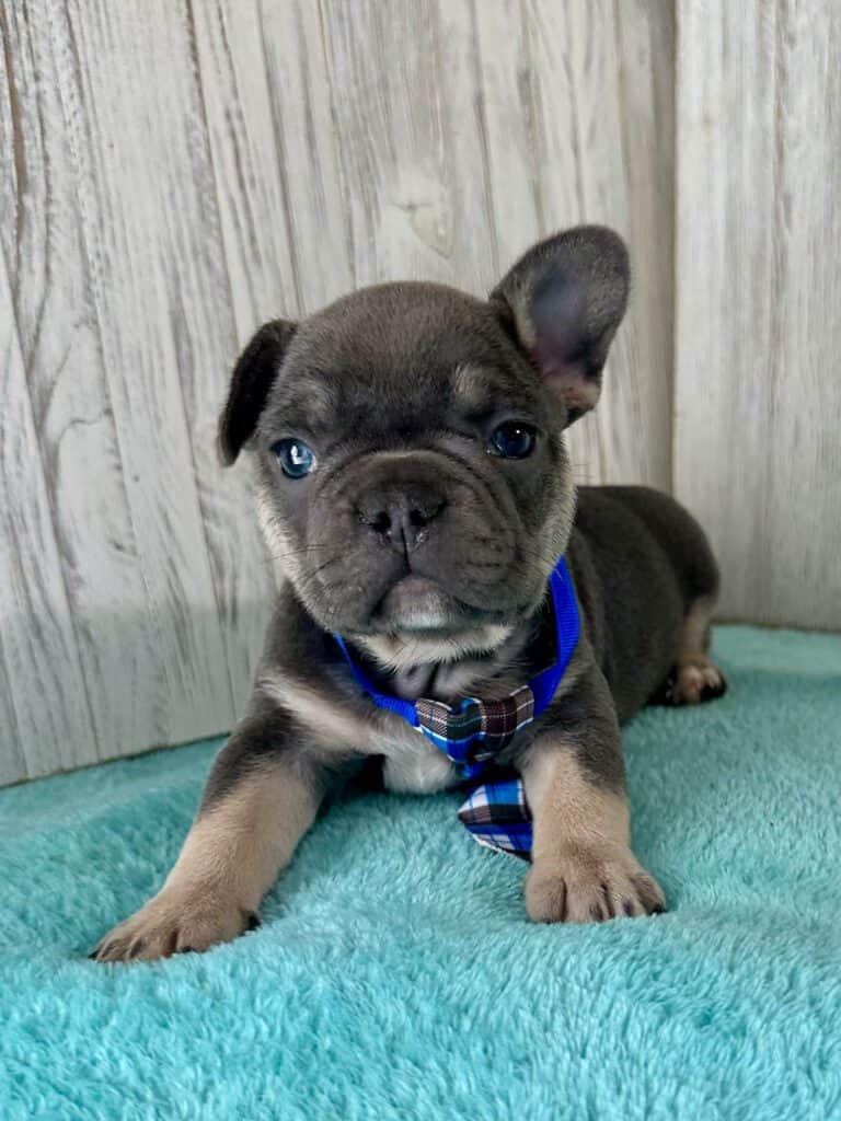 Isaac | Blue & Tan French Bulldog Male | Available May 20th, 2026