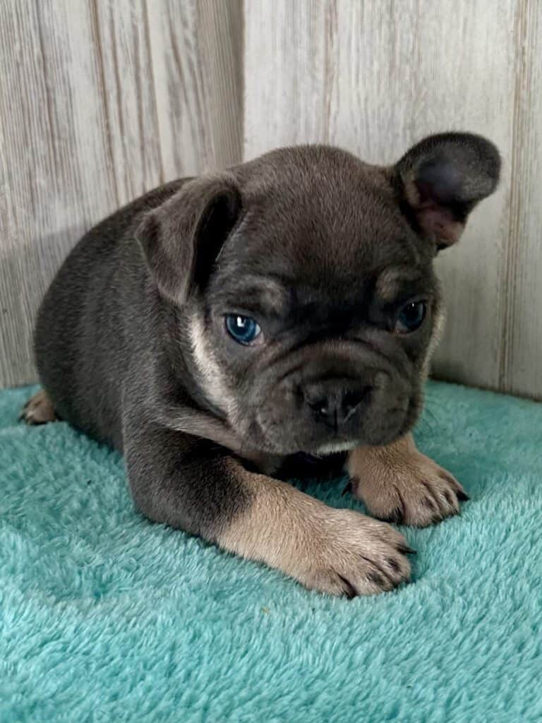 Isaac | Blue & Tan French Bulldog Male | Available May 20th, 2026