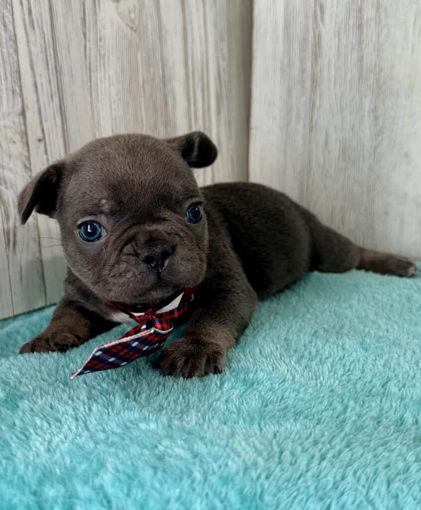 Ian | Blue French Bulldog Male | Available May 20th, 2026